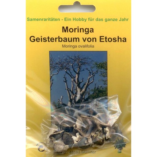 Bonsai samen moringa - 10,