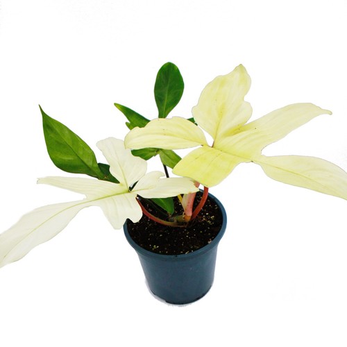 Exotenherz philodendron - -,